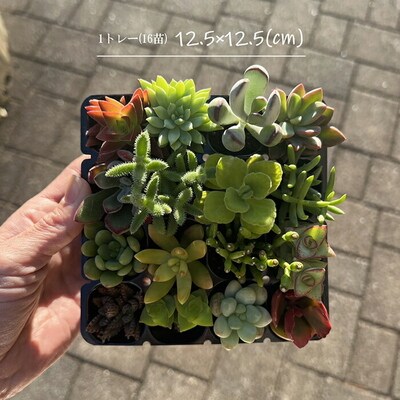 多肉植物 おまかせアソート 64苗セット | 観葉植物 植物 グリーン 多肉 鉢植え _FC06