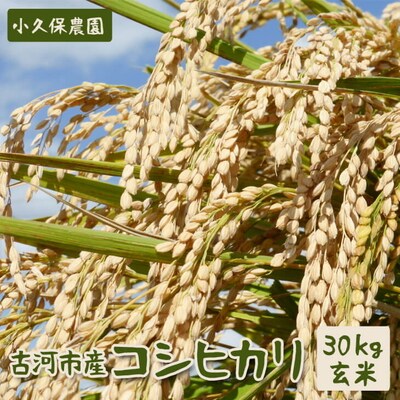 【令和7年産】古河市産 コシヒカリ30kg玄米【小久保農園】 | 米 こめ コメ _AS09