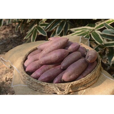 【2025年12月～発送】【サイズミックス】茨城県産紅はるか仁連宿さつまいも5kg _FP01