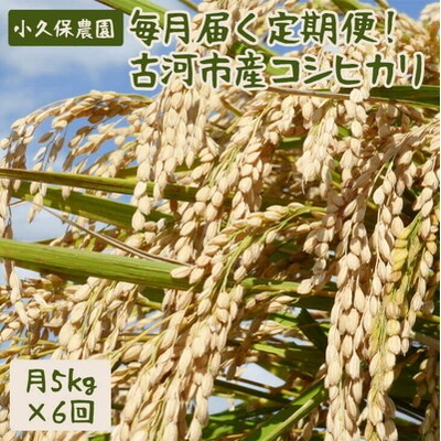 【令和5年産】毎月届く定期便!古河市産コシヒカリ5kg×6回【小久保農園】 | 米 _AS06