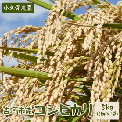 【令和7年産】古河市産 コシヒカリ5kg【小久保農園】| こめ 米 コメ 白米 _AS01