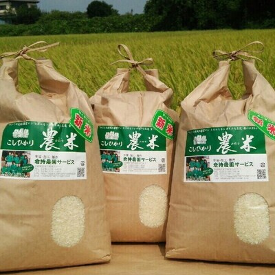 【定期便6か月】【新米】古河市産 コシヒカリ10kg【倉持農園】_AN05