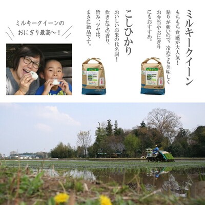 【新米】食べくらべ!特別栽培米 こしひかりとミルキークイーン5kgずつのセット | 米 _BI01