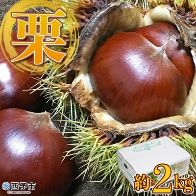 <栗 約2kg　愛媛県西予市産> 完熟栗 和栗 宇都宮物産　国産クリ くり 果物