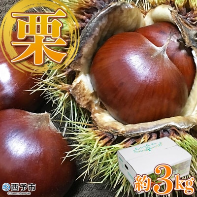  <栗 約3kg　愛媛県西予市産> 完熟栗 和栗 宇都宮物産　国産クリ くり 果物