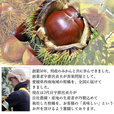  <栗 約3kg　愛媛県西予市産> 完熟栗 和栗 宇都宮物産　国産クリ くり 果物