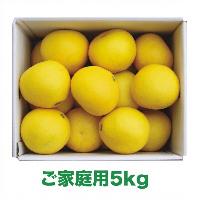 【2026年発送】岡林農園の(家庭用)土佐文旦(約5kg/8～12玉)  栽培期間中 農薬不使用