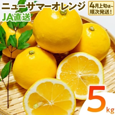 ニューサマーオレンジ(日向夏)約5kg