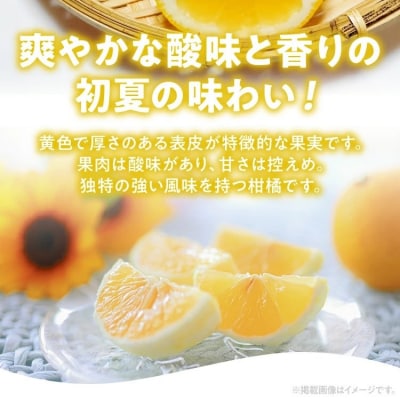 ニューサマーオレンジ(日向夏)約5kg