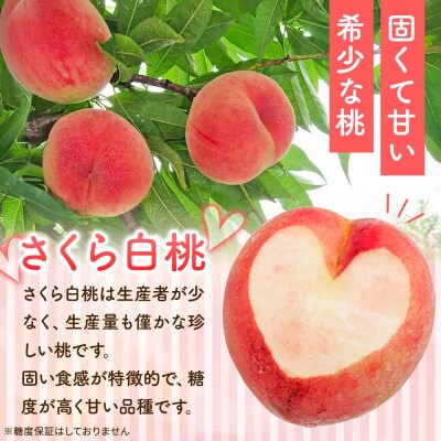 【26年9月発送】もも レア品種 さくら白桃【特選】約2.5kg|24_mbd-010201
