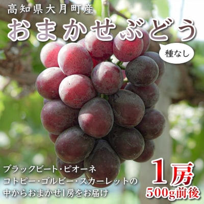 【2026年8・9月発送予定】ぶどう 種なし おまかせ 1房 (500g) ブドウ 葡萄 厳選 限定