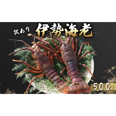 【訳あり】活 伊勢海老 訳あり 500g(1～3匹) 冷蔵