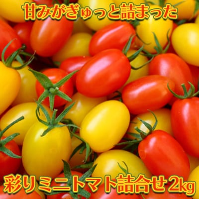 【赤と黄色の2色入り】彩りミニトマト詰合せ 2kg 濃厚 甘み サラダ お弁当 品種 アイコ