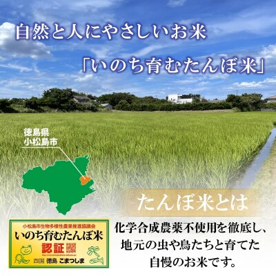 【令和7年産先行受付】玄米 5kg コシヒカリ  令和7年産 米 こめ ご飯 ごはん