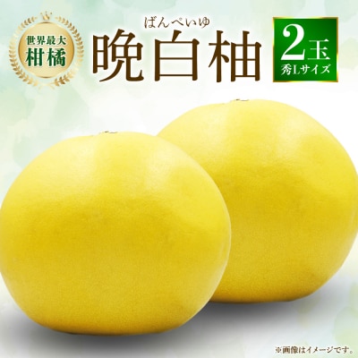 【先行予約】八代特産 晩白柚 秀L 2玉【2026年12月上旬より順次発送】_026-4998-D