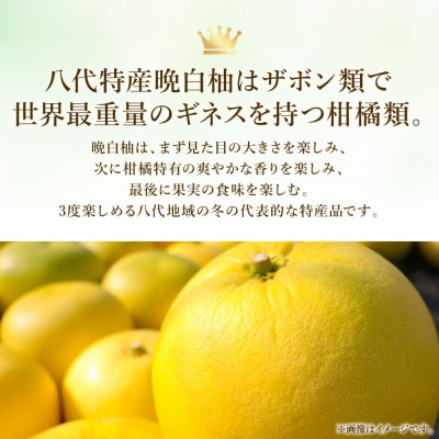 【先行予約】八代特産 晩白柚 秀L 2玉【2026年12月上旬より順次発送】_026-4998-D