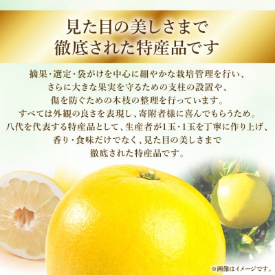 【先行予約】八代特産 晩白柚 秀L 2玉【2026年12月上旬より順次発送】_026-4998-D