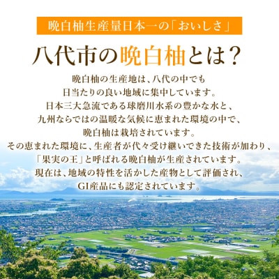【先行予約】八代特産 晩白柚 秀L 2玉【2026年12月上旬より順次発送】_026-4998-D