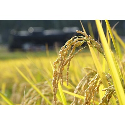 【令和7年産】新潟産コシヒカリ瓢湖米 20kg