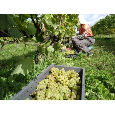 【野生酵母】辛口白ワイン エレガントなシャルドネ 多田ワイナリー 無濾過