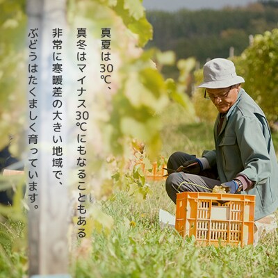 【野生酵母ワイン】かみふらの多田農園　辛口白[シャルドネ]6本