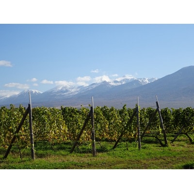 【酸化防止剤無添加】エレガントな正統派ペティアン　シャルドネ100%の微発泡ワイン