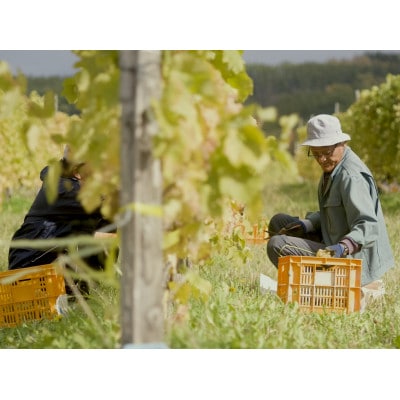 【無濾過】フルーティな白ワイン2本&紅玉のシードル(りんごのお酒) TADA WINERY