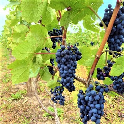 【無濾過】フルーティな白ワイン2本&紅玉のシードル(りんごのお酒) TADA WINERY