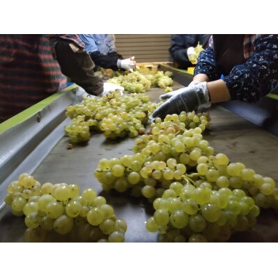 【野生酵母&無濾過】辛口白ワイン5本セット 多田ワイナリー