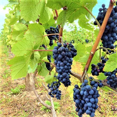 【野生酵母】複雑な香りのフルボディ赤ワイン*果実味豊かな辛口白ワイン*エレガントな微発泡ワイン