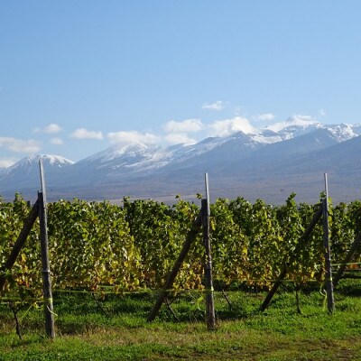 【野生酵母&無濾過】赤白泡ワイン5本 多田ワイナリー