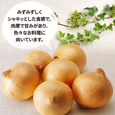 玉ねぎ　10kg