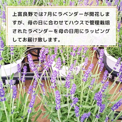 母の日　ラベンダーギフト