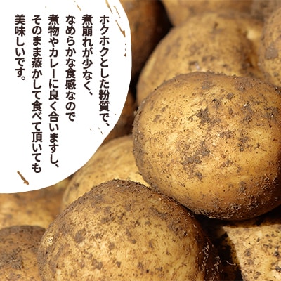 新じゃがいも　黄爵　10kg