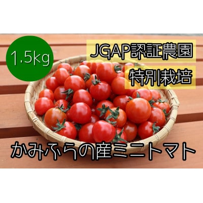 【2022年7月から発送】特別栽培&JGAP認証農場 かみふらの産朝採れミニトマト 1.5kg