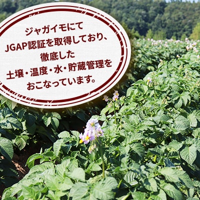 味が濃い!『ふらの産ジャガイモ旨味ジャガイモ　とうや』MLサイズ　約10kg