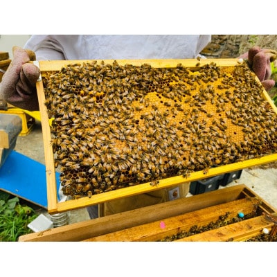 FURANO HONEY 678 3個セット【2022年10月中旬より発送】
