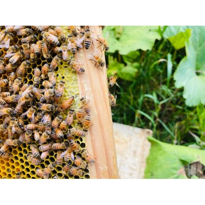 FURANO HONEY  GIFT 5個セット【2022年10月中旬より発送】