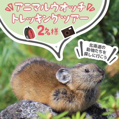 「ナキウサギやシマリスなど北海道の動物たちを探しに行こう」アニマルウオッチトレッキングツアー2名様