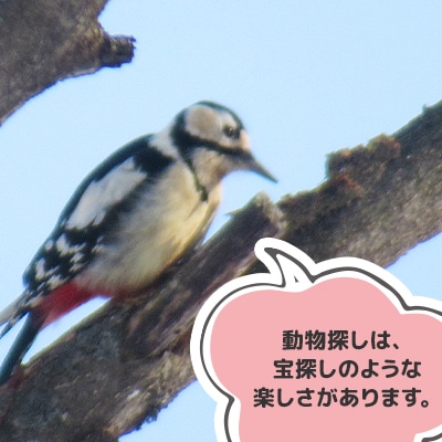 「ナキウサギやシマリスなど北海道の動物たちを探しに行こう」アニマルウオッチトレッキングツアー2名様
