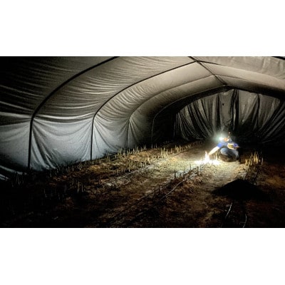 【2023年4月以降発送!】北海道上富良野産ホワイトアスパラガス2L・Lサイズ　900g