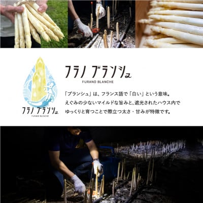 【2026年5月以降発送!】北海道上富良野産ホワイトアスパラガス3Lサイズ 800g