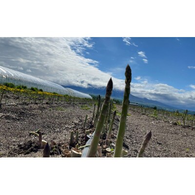 【2025年5月中旬以降順次発送予定】北海道上富良野産露地グリーンアスパラガスLサイズ　1.8kg