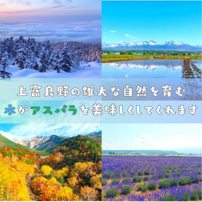 【2026年4月発送予定】 北海道上富良野産 グリーンアスパラガス 太くて美味しい2Lサイズ 1kg