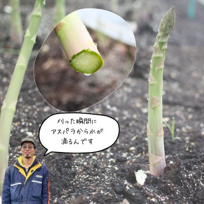 【2026年4月発送予定】 北海道上富良野産 グリーンアスパラガス 太くて美味しい2Lサイズ 1kg