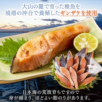 <新規格>鳥取県産活〆「境港サーモン」(定塩・塩鮭切り身)合計約1.5kg