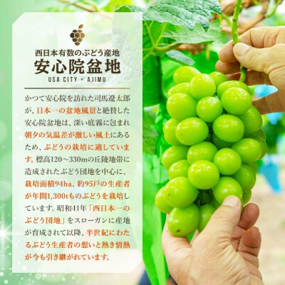 <2026年発送>特選シャインマスカット 5kg【106300700】【大分県農協北部エリア】