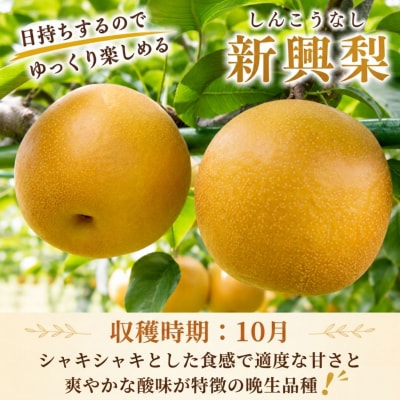 新興梨(赤秀) 5kg