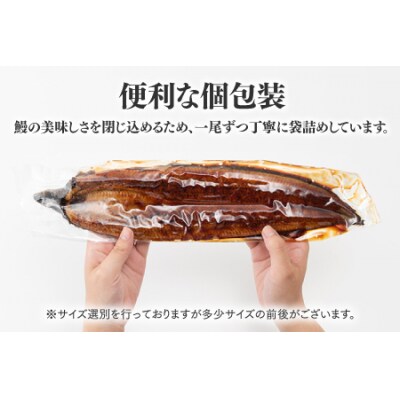【国内産】【有頭】うなぎ蒲焼 (特大) 1尾 <計250g前後>1～2ヶ月前後でお届け!.AC318