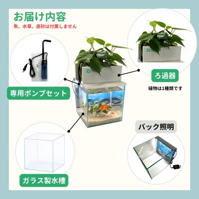 せせらぎビオトープ　25cm型基本+照明セット(ガジュマル+他1種)
